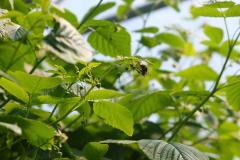 Kirschen_Heidelbeeren_Himbeeren_Foto_Waldhof_Schulte_Spechtel_008